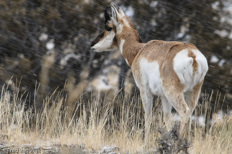 Gaffelantilope