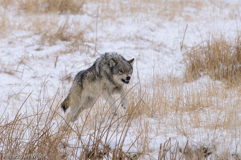 Wild wolf in Yellowstone running in snow and threatening, aggressively showing his teeth