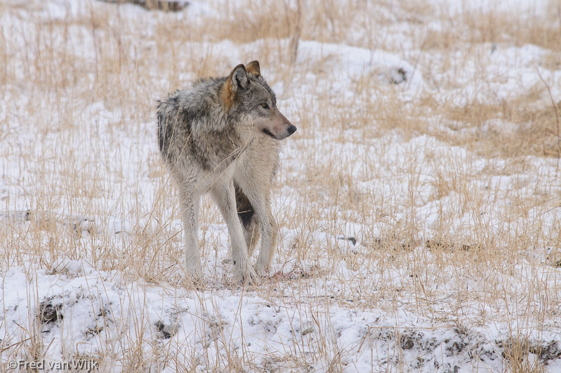 Wolf