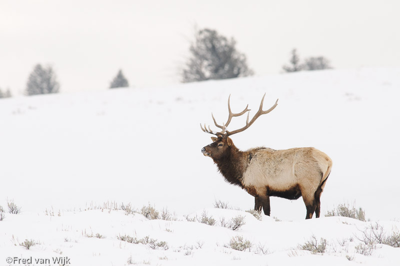Wapiti