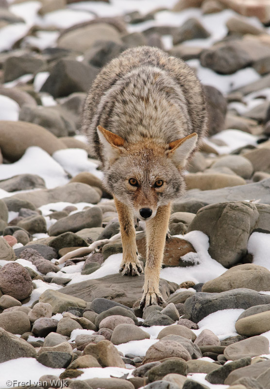 Coyote