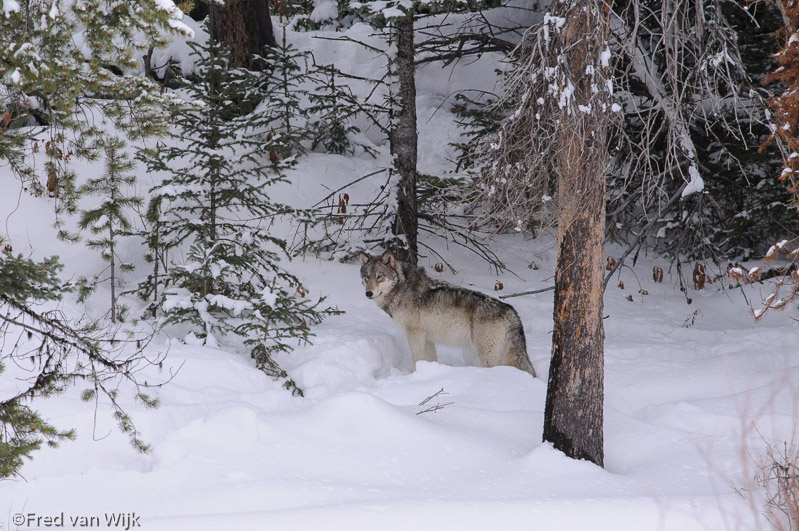 Wolf