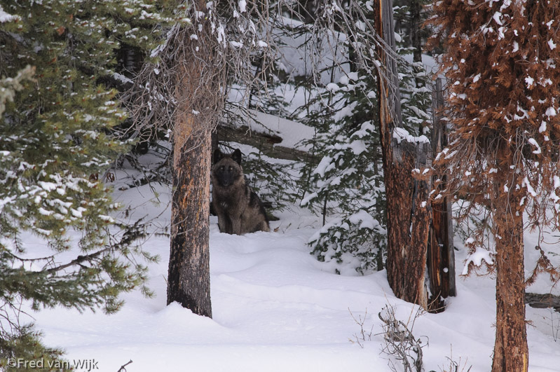 Wolf, Yellowstone