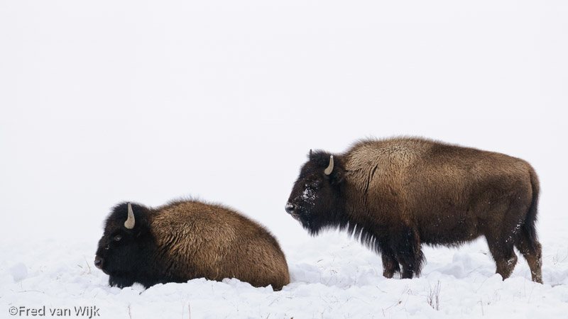 Bison, icons of Yellowstone