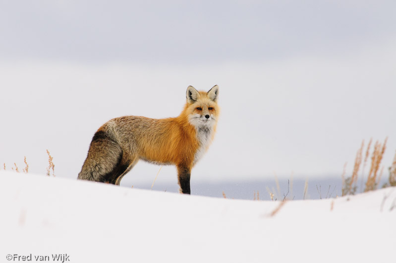 Red fox, Yellowstone