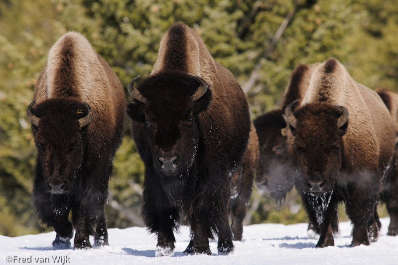 Bison, Yellowstone
