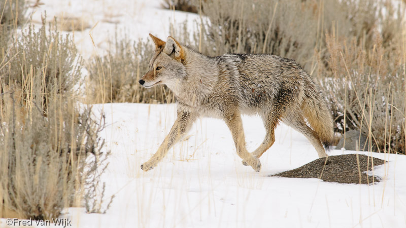 Coyote