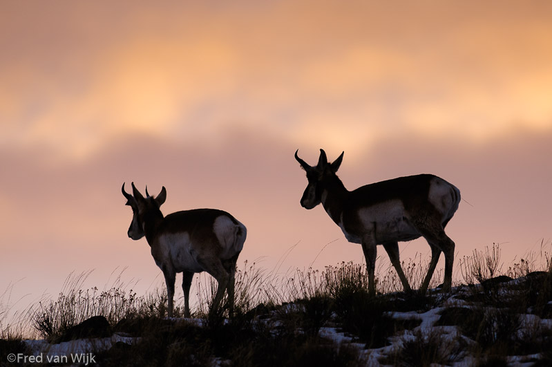 Pronghorns, Yellowstone