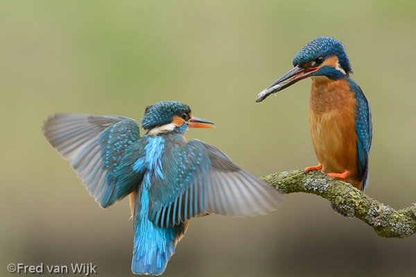 Mrs. Kingfisher flies in to take over a fish from the male