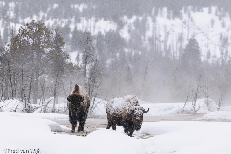 Bison in steaming hot springs on a freezing cold morning, Yellowstone